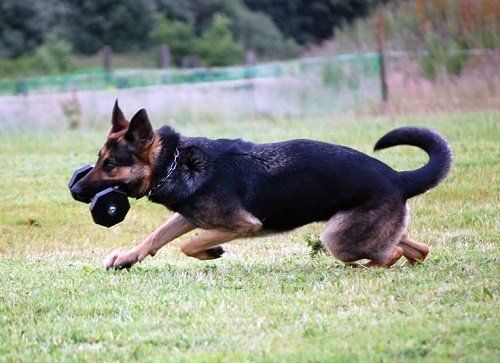 Riportello in legno per addestramento del cane