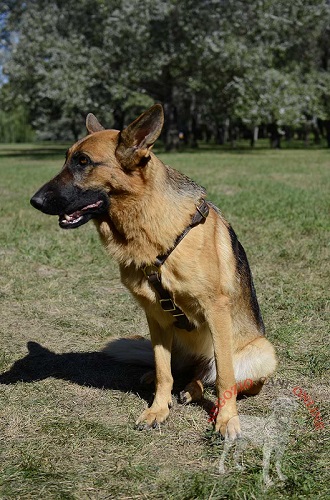 Confortevole pettorina in cuoio è la scelta
giusta per il vostro cane