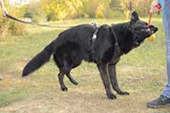 Pettorina in pelle naturale "Working Dog" per Pastore Tedesco