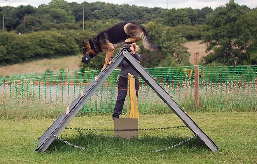 Addestramento del cane con riportello in legno