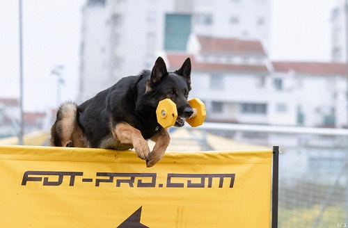 Manubrio in legno per allenamento del cane