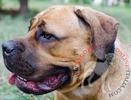 Collare in cuoio foderato largo 40 mm per Cane Corso Collare in cuoio foderato largo 40 mm per Cane Corso