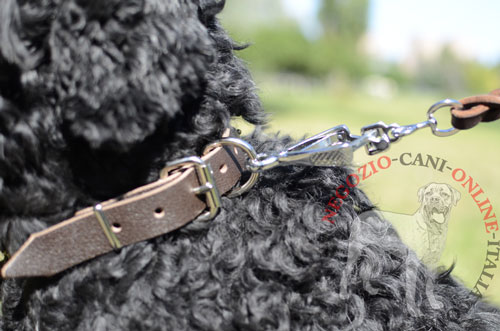 Terrier Nero Russo con il
collare in pelle agganciato al guinzaglio