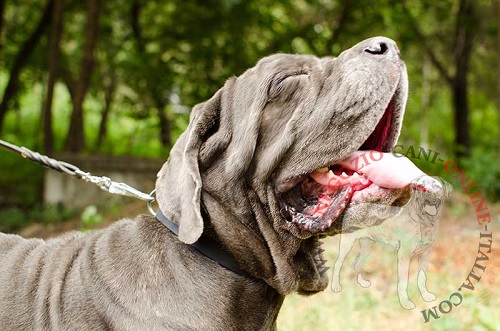 Mastino Napoletano con classico collare in pelle
indosso