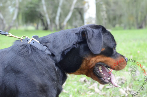 Collare in cuoio con striscia intrecciata
indossato da Rotweiler