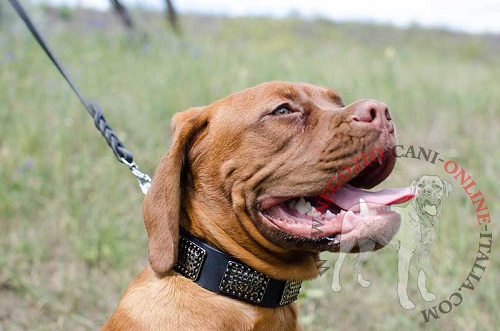 Bellissimo collare indossato da
Dogue de Bordeaux