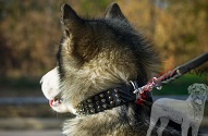 Collare "Vivid flash of lightning" per Alaskan Malamute Collare "Vivid flash of lightning" per Alaskan Malamute