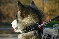 Collare "Vivid flash of lightning" per Alaskan Malamute