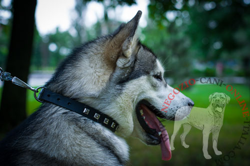 Elegante collare con decorazioni indossato da
Alaskan Malamute