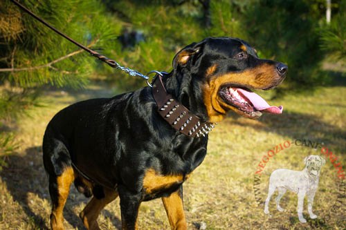 Rottweiler con il collare
in pelle largo indosso