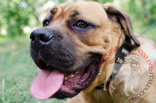 Straordinario collare con decorazioni originali
indossato da Cane Corso