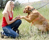 Stupendo collare in pelle con decorazioni per Dogue de Bordeaux Stupendo collare in pelle con decorazioni per Dogue de Bordeaux