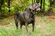 Straordinario collare con borchie a punta per Mastino Napoletano