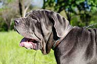 Esclusivo collare in pelle naturale per Mastino Napoletano