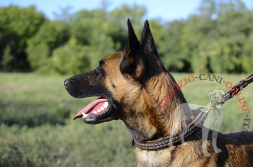 Resistente collare per Malinois agganciato al guinzaglio