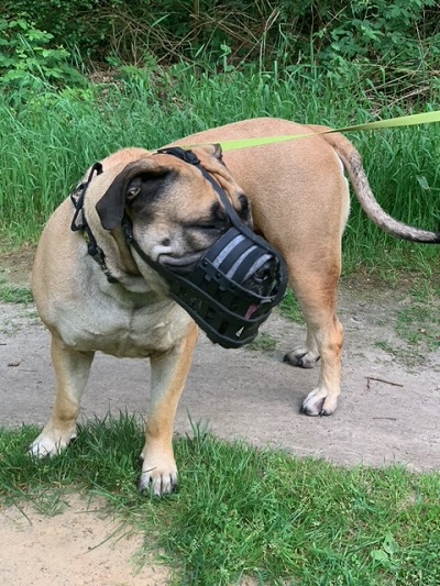 Museruola in pelle a cestello per Bullmastiff