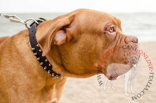 Dogue de Bordeaux con originale collare
con borchie a punta indosso