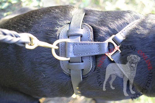 Resistente pettorina per Labrador Retriever agganciata al guinzaglio