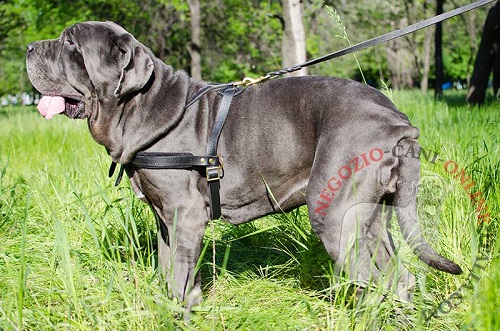 Resistente pettorina in cuoio per Mastino Napoletano