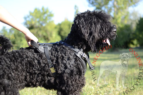 Migliore pettorina per 
Terrier Nero Russo