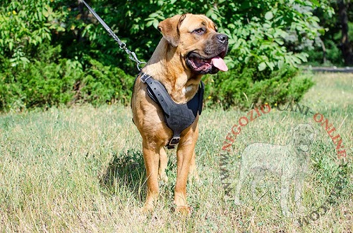 Pettorina universale in pelle naturale per Cane Corso