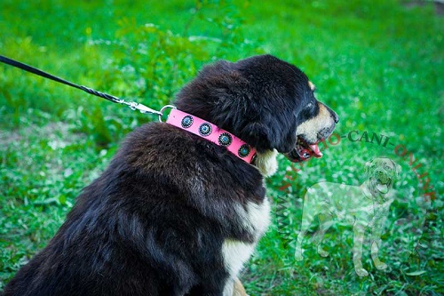 Collare in pelle rosa Pink rainbow per Mastiff