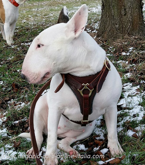 Pettorina in pelle naturale per
Bull Terrier