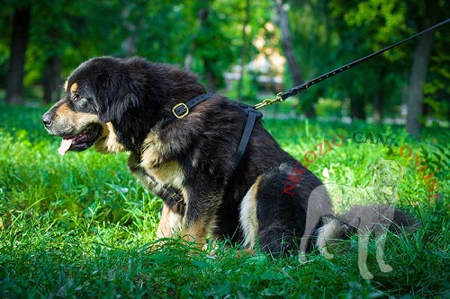 Pettorina in pelle
naturale per passeggiate con Mastiff