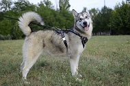 Pettorina in vera pelle "Barbed Wire" per Alaskan Malamute Pettorina in vera pelle "Barbed Wire" per Alaskan Malamute