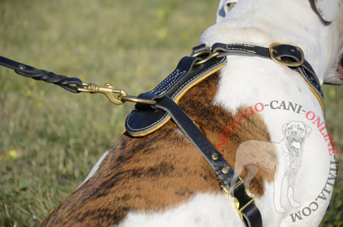 Pettorina in vera pelle indossata da Bulldog Americano