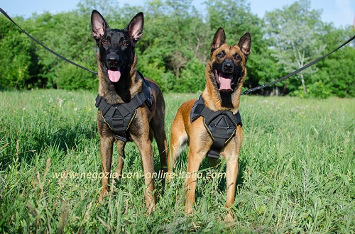 Cani di razza Malinois con la pettorina
sportiva indosso