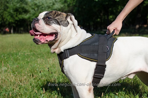 Leggera pettorina in nylon per Bulldog
Americano