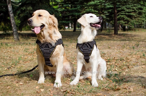 Comoda pettorina in nylon per i cani di
razza Golden Retriever