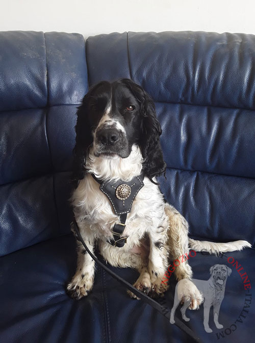 Pettorina di colore nero indossata da Cocker Spaniel