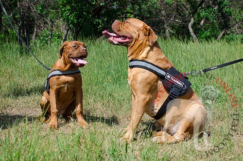 Comoda pettorina con maniglia per Dogue de Bordeaux