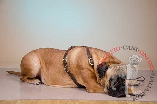 Resistente pettorina per Bullmastiff