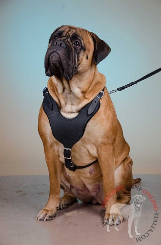 Pettorina multifunzionale per Bullmastiff