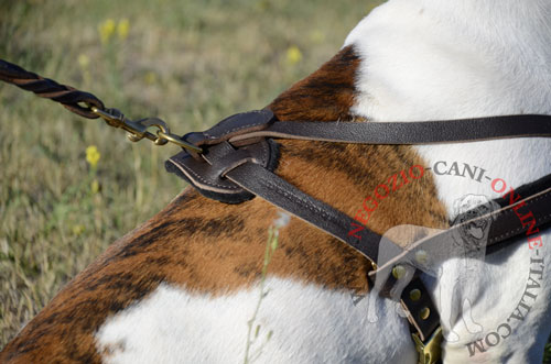 Pettorina da traino
per Bulldog Americano agganciata al guinzaglio