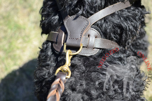 Professionale pettorina per Black Russian Terrier