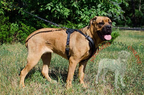 Cane Corso con confortevole pettorina in cuoio
indosso