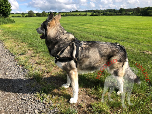 Australian Shepherd con pettorina da traino