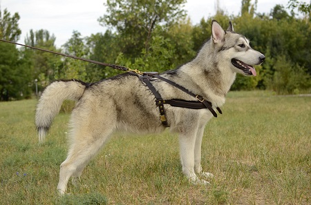 Resistente pettorina per Alaskan Malamute