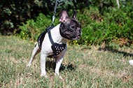 Pettorina in pelle decorata "Majesty" per Bulldog Francese