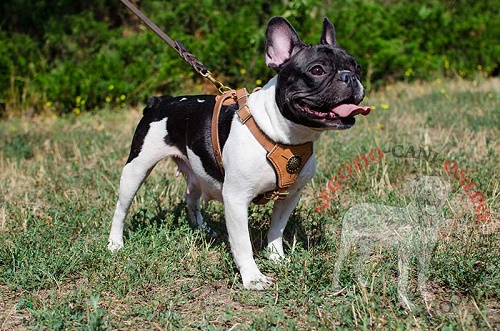 Pettorina decorata di colore naturale indossata da Bulldog Francese