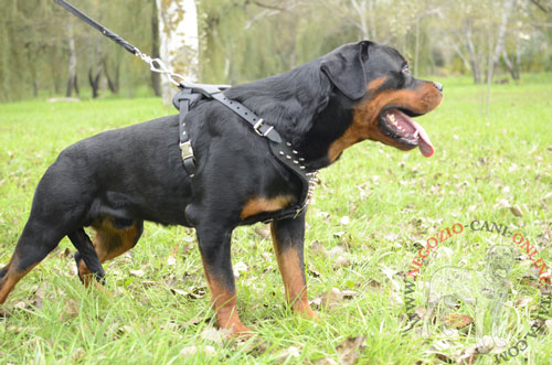 Straordinaria pettorina per Rottweiler