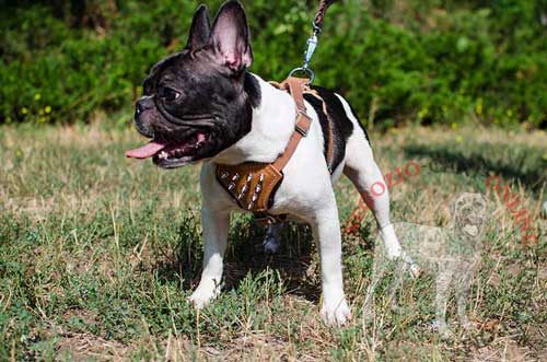 Bulldog Francese con pettorina marrone decorata con
borchie a punta