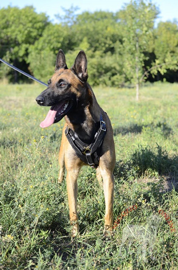 Bellissima pettorina in pelle naturale per Malinois