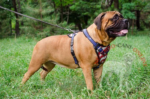 Bellissima pettorina
per passeggiate con Bullmastiff