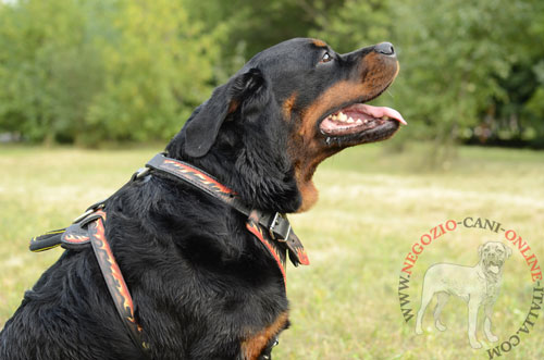 Pettorina in cuoio per cani di taglia media
e grande