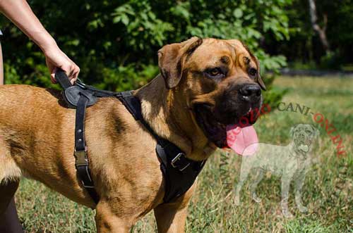 Pettorina in pelle naturale per cani da servizio